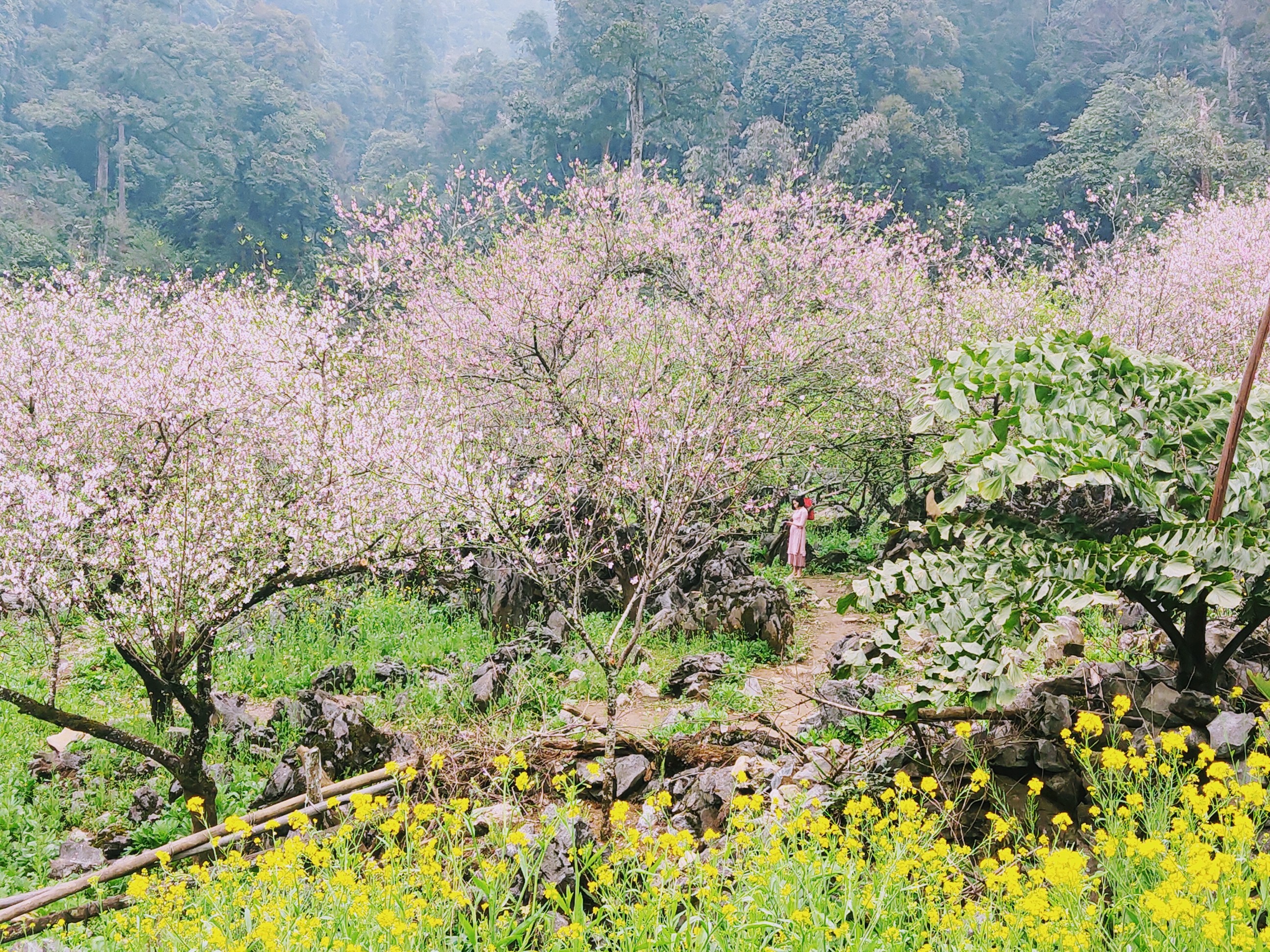 Vườn đào Loóng Luông